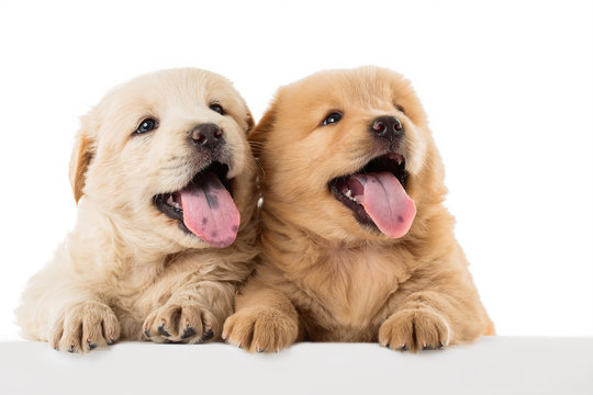 Fluffy Chow-chow Puppy