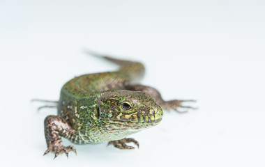 green lizard on the table