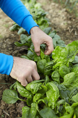 Hands harvesting spinach