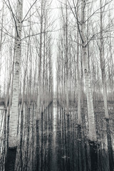 Rows of poplars trees in a swampland. Black and white toning
