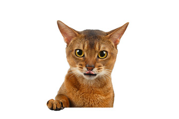 Closeup Abyssinian Cat Curiously Looking in Camera, front desk