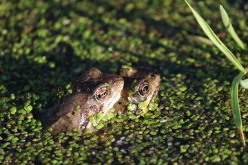 Froschpaar