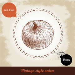 Onion hand drawn illustration. Vintage retro background with hand drawn sketch onion. Herbs and spices vector illustration
