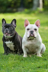 Fototapeta premium french bulldog on grass field