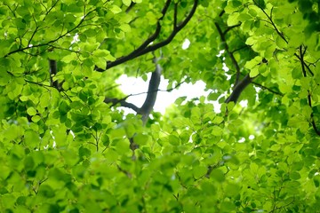 Fototapeta premium Leaves close-up. Spring forest in the Netherlands