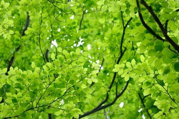 Fototapeta premium Leaves close-up. Spring forest in the Netherlands