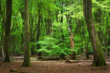 Walkway in a green spring forest. Veluwe, the Netherlands. Panoramic scenery. Mighty deciduous...