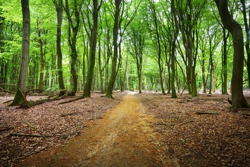 Fototapeta premium Walkway in a spring forest in the Netherlands