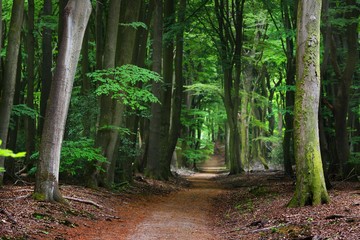 Fototapeta premium Walkway in a spring forest in the Netherlands