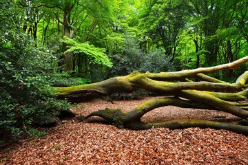 Fototapeta premium Spring forest in the Netherlands