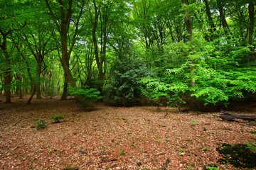 Obraz premium Spring forest in the Netherlands