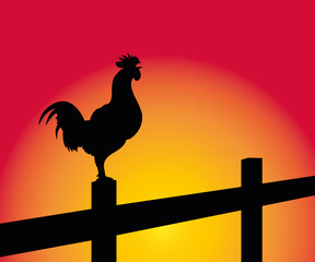 crowing rooster on the background of sunrise © ottoflick