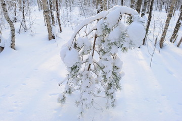 Young pine in the snow in the winter forest in the shadows from the sun