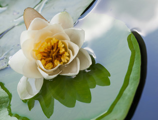 Beautiful water lily in a basin