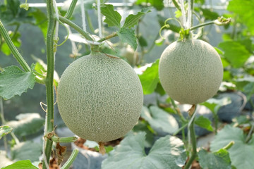 Melon growing in a greenhouse in farm Thailand
