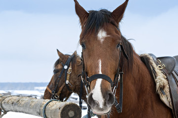 Fototapeta premium Horses in winter outdoors