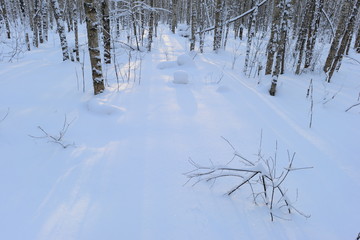 White snow in the shadows of the trees at dawn on a winter morning in the forest