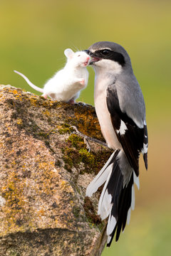 Beautiful bird trapping their prey