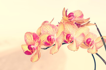 orchid flower on white background