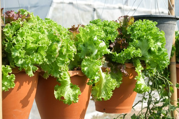 Vegetables growing out of the earth in the garden