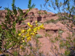 Fototapeta na wymiar yellow flower in blossom in red rock formation at sierra de las quijadas in argentina