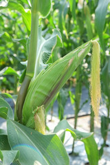 Obraz premium Vegetables growing out of the earth in the garden