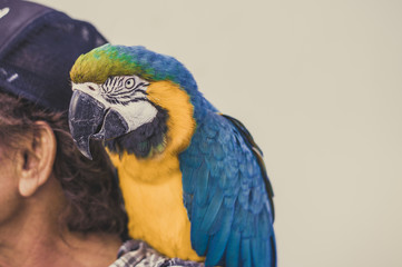 肩に乗っているオウム