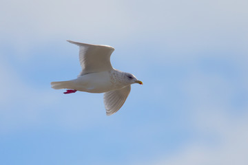 Kumlien's Gull, (a subspecies of Iceland Gull) adult in flight at Marazion, Cornwall, England, UK.