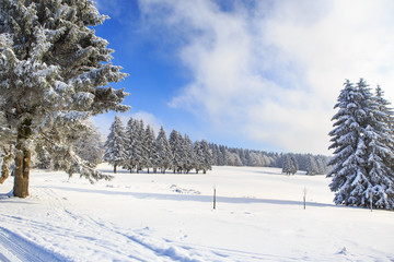 Wintry forest