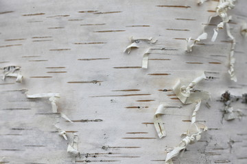 birch bark texture background paper close up