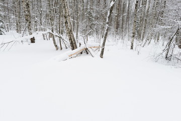 Winter forest under white clean snow in the morning