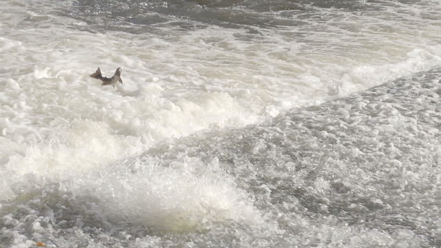 Salmon Jumping Over Weir In River Rapids. Shot in slow Motion for super action shots of the fish leaping.