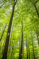 Fototapeta na wymiar las bukowy