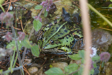 Teichfrosch