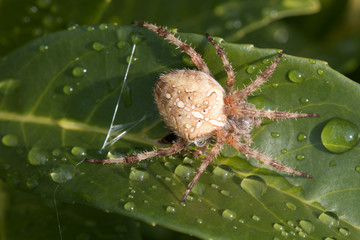 Kreuzspinne