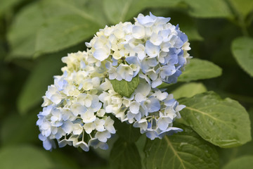 Ajisai, Hydrangea