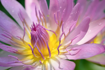 Closeup shot for beautiful lotus.