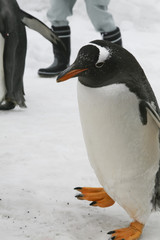 Penguins walking on ice.