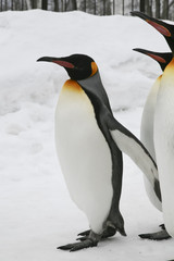Penguins walking on ice.