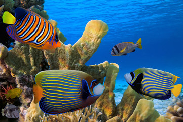 Naklejka premium Tropical fish on the coral reef in Red Sea