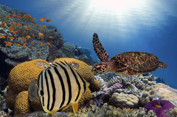 Colorful coral reef with many fishes and sea turtle