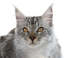 maine coon cat