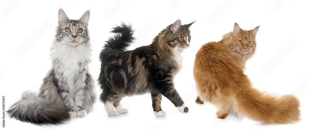 Wall mural maine coon cats