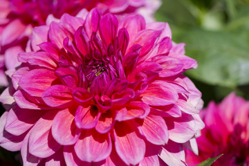 Light red Kim's Valentine Dahlias