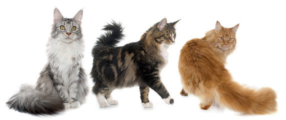 chats maine coons