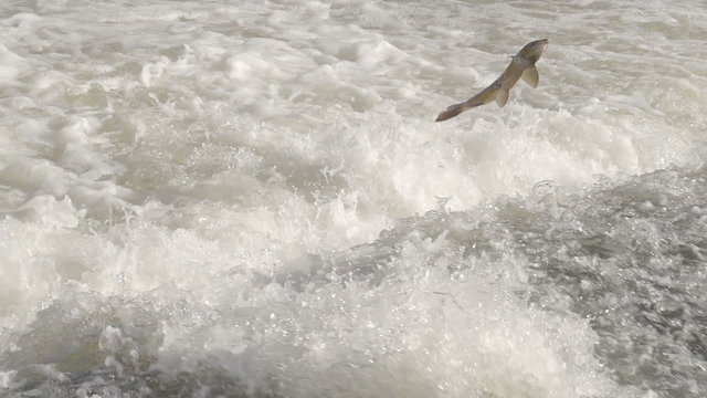 Salmon Jumping Over Weir In River Rapids. Shot in slow Motion for super action shots of the fish leaping.