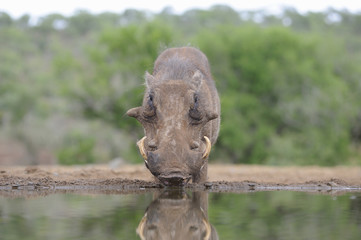 Fototapeta na wymiar Warthog (Phacochoerus aethiopicus), face on, reflected in waterhole