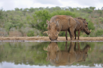 Warthog (Phacochoerus  aethiopicus), face on, reflected in waterhole