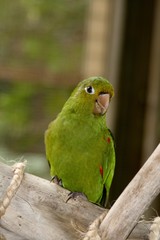 Dominican Republic parrots
