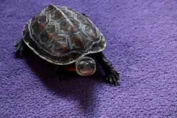 turtle water on the purple carpet